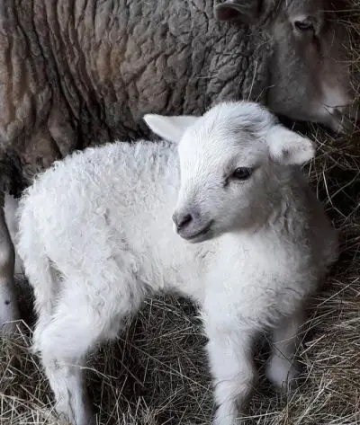 KAtegorie 18-, cena ASK ČR, Kristýna Mikušová