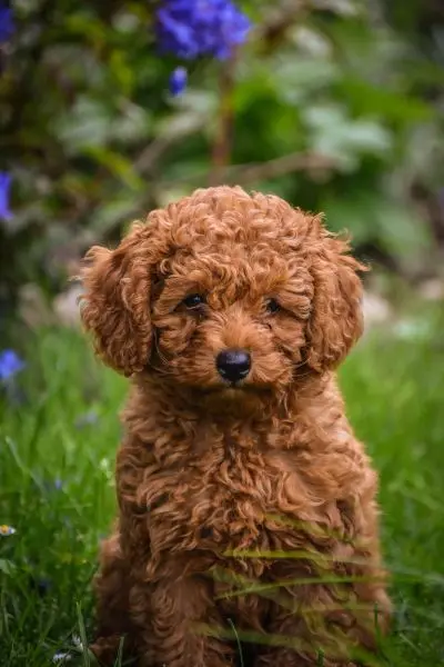 Cena starosty městského obvodu Ostrava-Jih, Jakub Muller