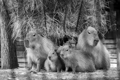 Cena SPŠ stavební Ostrava, Tereza Janíčková